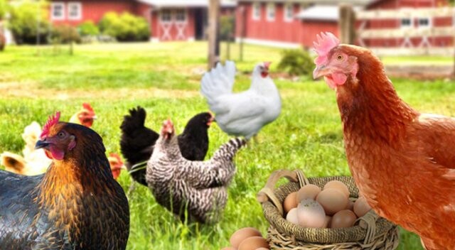 Beyaz et ve yumurtada kriziden çıkış yolu: Gezen tavuk