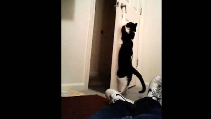 Bu kedi kapısını kendi açıyor
