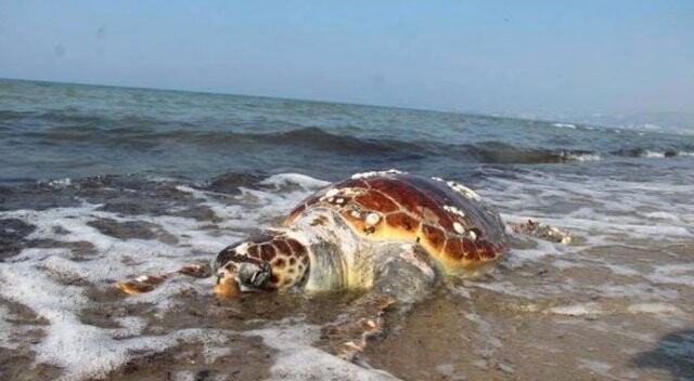 Kuşadası&#039;nda iki deniz kaplumbağası ölü bulundu
