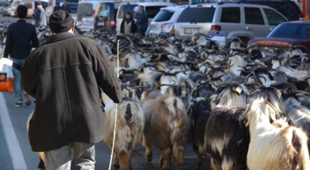 Rize&#039;de keçi sürüsüyle caddeden geçen çaban şaşkınlık yaşattı