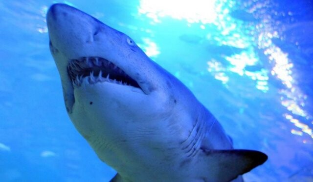 Avustralya&#039;da köpekbalığı saldırısı