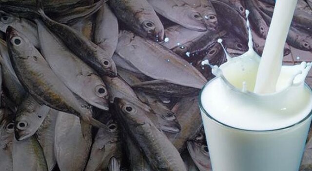 Balık yedikten sonra süt içerek zehirlenen üniversite öğrencisi öldü