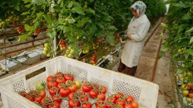 İsrail Türkiye&#039;den ithal edilecek domatesten vergi almayacak