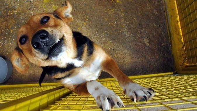 Tayvan&#039;da kedi ve köpek eti yiyenlere para cezası verilecek