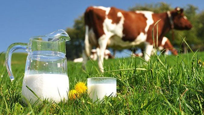 Toplanan inek sütü miktarı Şubat&#039;ta azaldı
