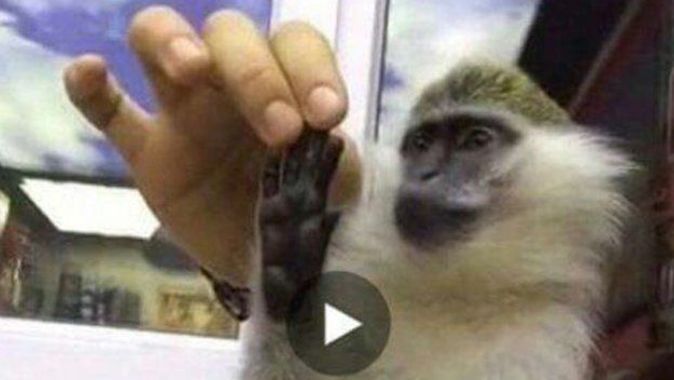 Yasa dışı maymun satanlara suçüstü