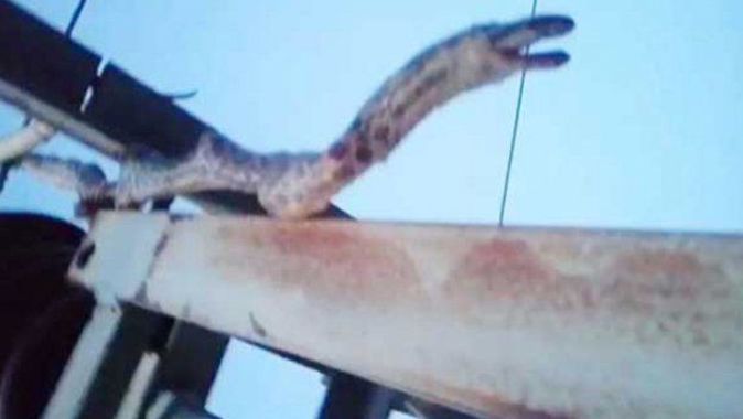 2 metrelik yılan 12 köyü elektiriksiz bıraktı