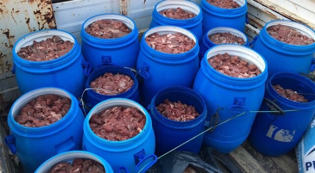 Aydın&#039;da satışa hazır 5 ton domuz eti ele geçti