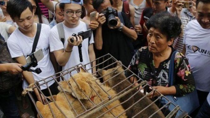 Çin’de ’Yulin Köpek Eti Festivali’ yasaklandı