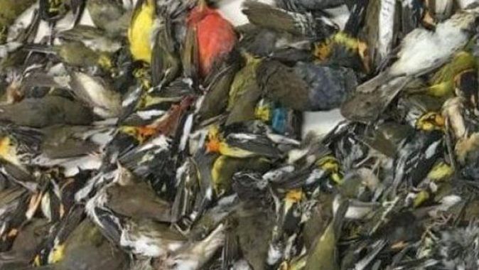 Gökdelene çarpan yüzlerce göçmen kuş öldü