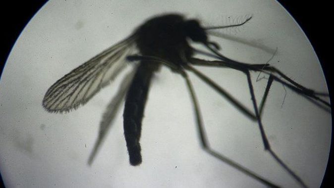 Hindistan&#039;da Zika vakası tespit edildi