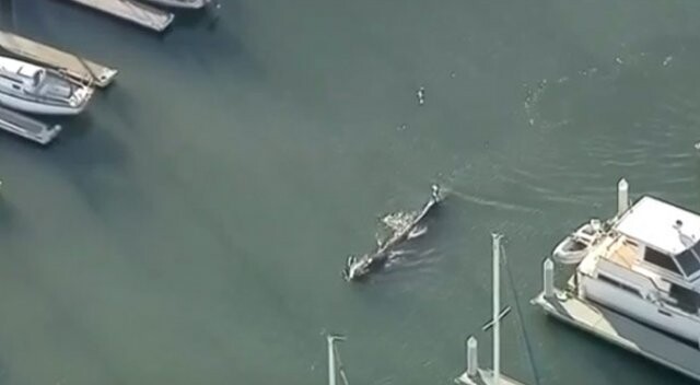 Kambur balina limanda mahsur kaldı