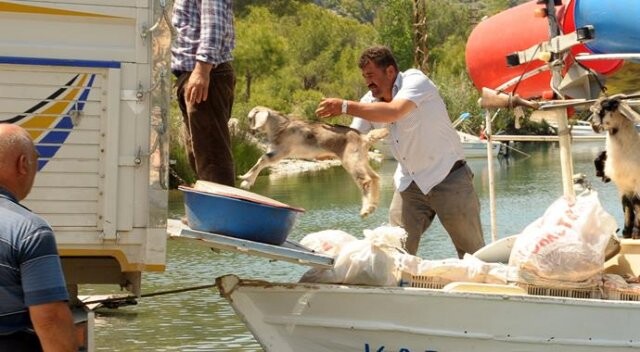 Keçileri tekneyle serin yerlere taşıyor