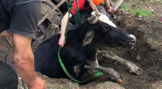 Kuyuya düşen inek kurtarıldı