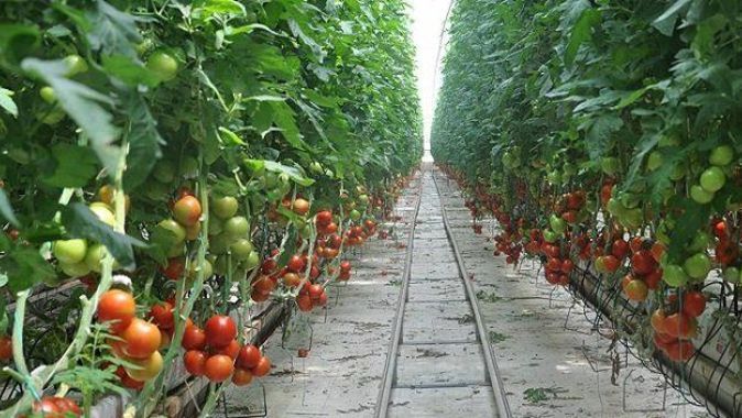 Mersin&#039;de domates üreticide 80 kuruşa düştü