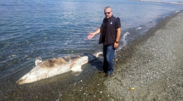 Sahilde ölü köpek balığı bulundu