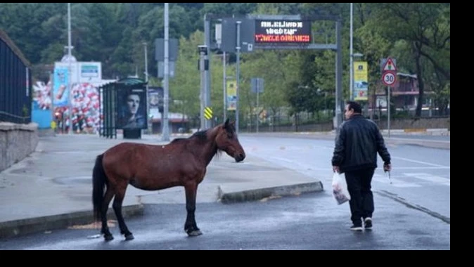 Sarıyer&#039;de başıboş atlar caddeye indi