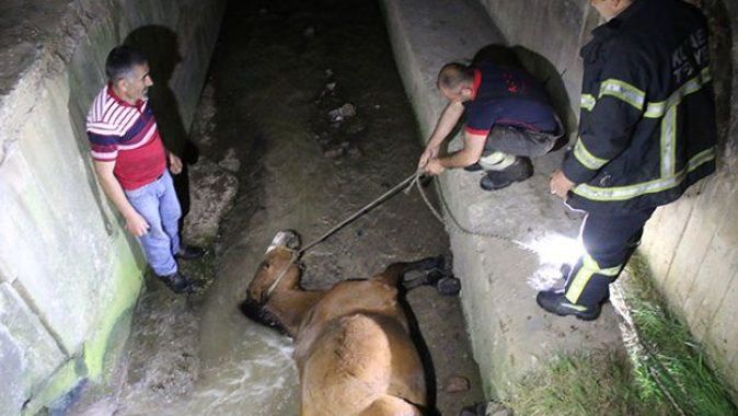 Su kanalına düşen at kurtarıldı