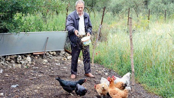 Tavukları komşu bahçeye girdi 250 TL ceza yedi