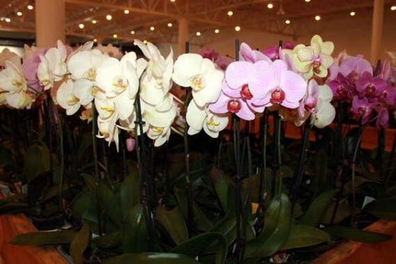 Yalova&#039;da yılda 1 milyon 500 bin yerli orkide üretiyor