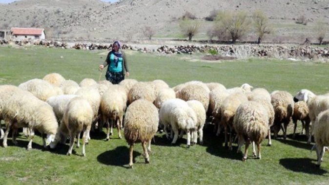 4 bin lira maaşla çoban bulunamıyor