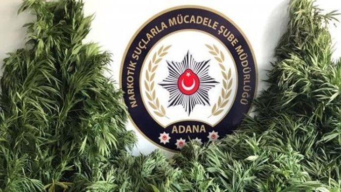 Adana&#039;da mısır tarlasına giren polisler Hint keneviri topladı