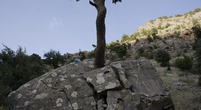 Ağaç dev kayayı ikiye böldü