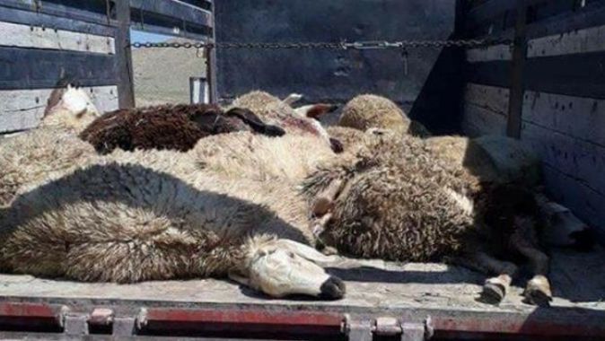 Ankara&#039;da kurtlar 23 koyunu telef etti