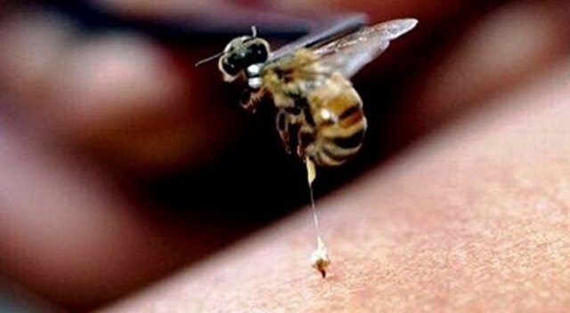 Arı sokması ve alerjisine dikkat