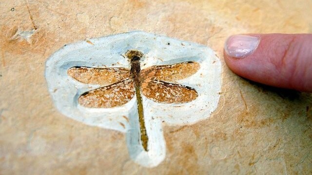 Çin’de bulunan yusufçuk fosili 200 milyon yaşında