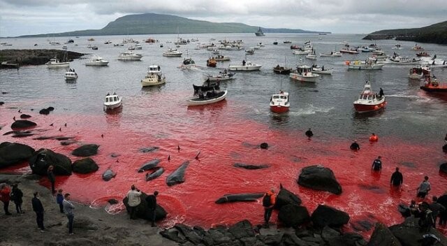 Faroe Adaları&#039;nda balina katliamı