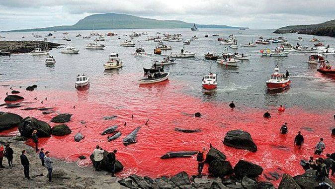 Deniz, balinaların  kanıyla boyandı