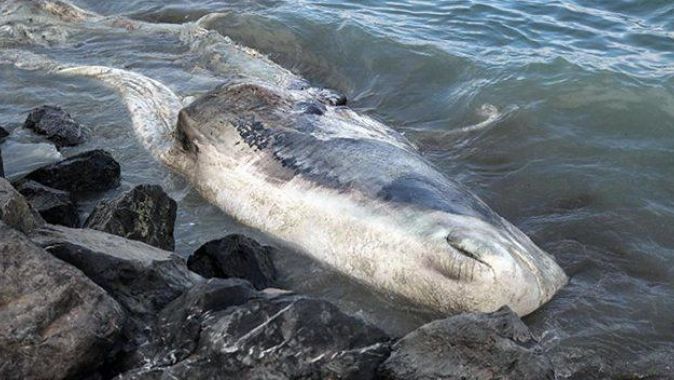 Hatay&#039;da kıyıya vuran balinanın türü tespit edildi