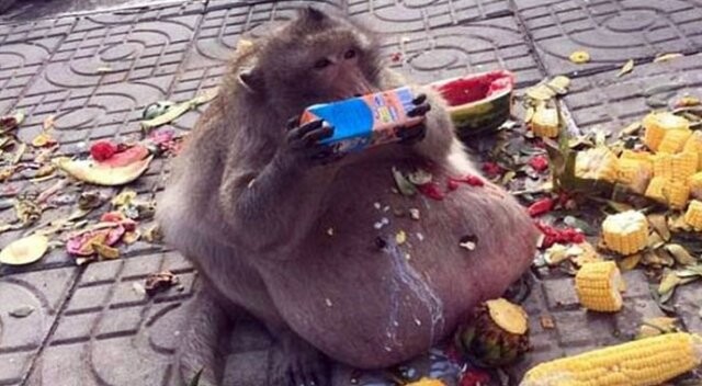Obez maymun diyete başladı