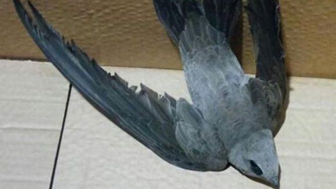 Polis evine konan ebabil kuşu doğaya salıverildi