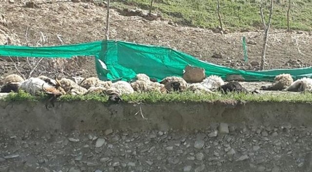 Sürüye saldıran kurtlar 50 koyunu telef etti