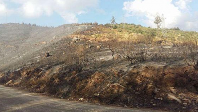 500 hektar alan yangında zarar gördü