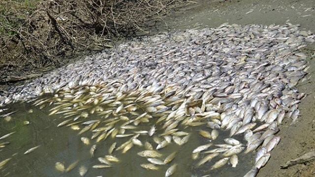 Çokal Barajı&#039;nda balık ölümleri