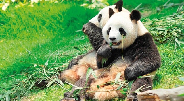 Pandayı siyasete alet  ediyorlar