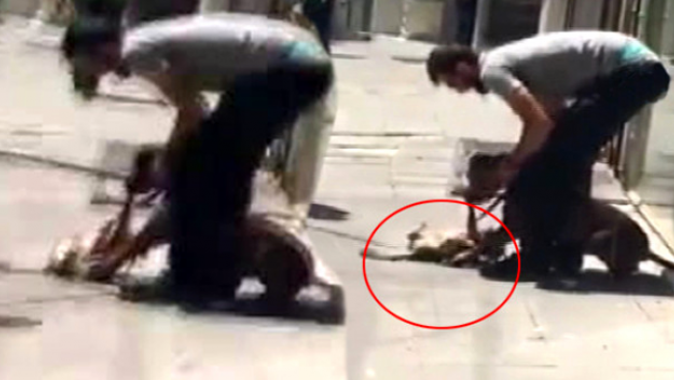 Pitbull, yakaladığı sokak kedisini ısırarak boğmaya çalıştı