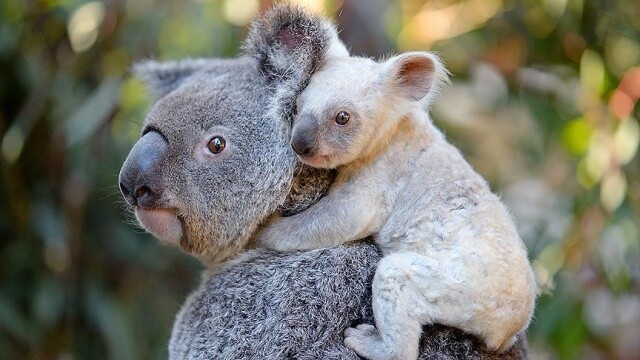 Avustralya&#039;da beyaz koala heyecanı