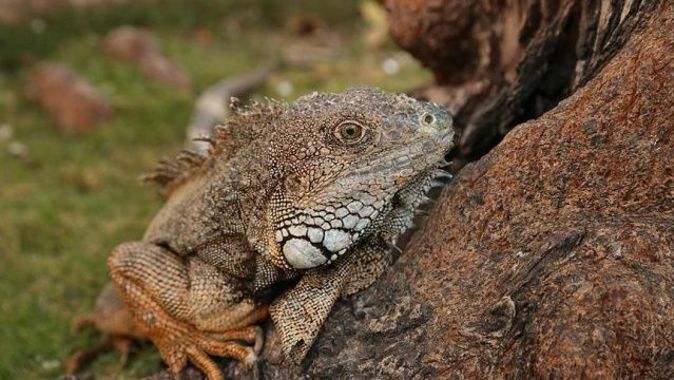 Ekvador&#039;daki park iguanaların evi oldu