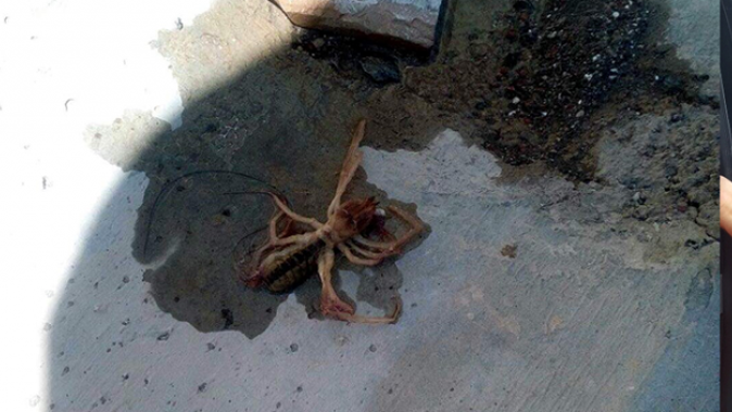 Et yiyen örümcek Kayseri’de görüldü