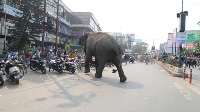 Hindistan&#039;da fil 14 kişiyi öldürdü