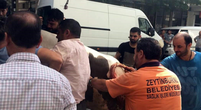 İstanbul’da kaçan boğa dehşet saçtı: 3 yaralı