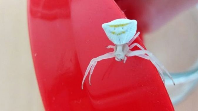 Köşeli yengeç örümceği görenleri şaşırtıyor
