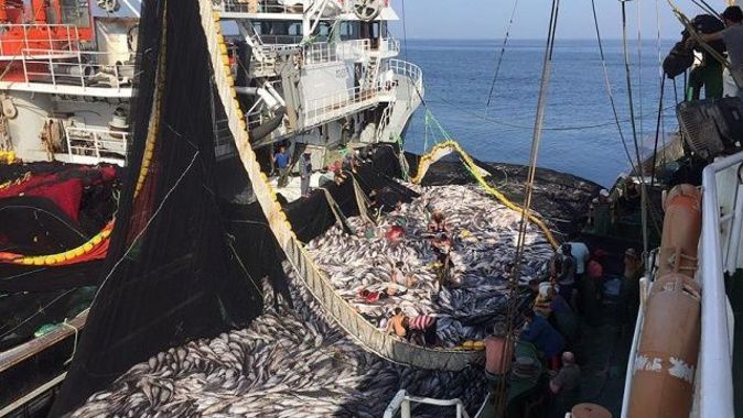 Moritanya balıkları Karadeniz hamsisini kurtaracak