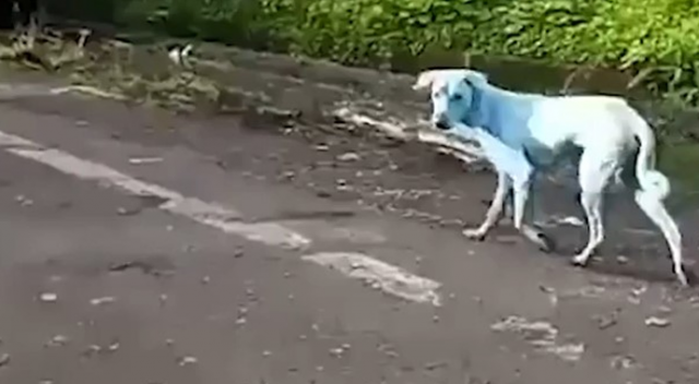 Sokaklarda gezen mavi köpekler merak uyandırdı