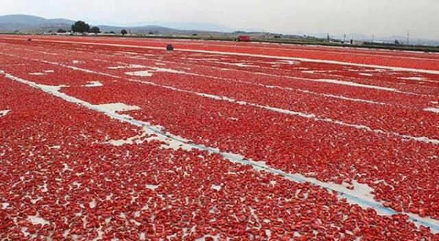 Torbalı’dan dünyaya 60 bin ton kuru domates ihracatı