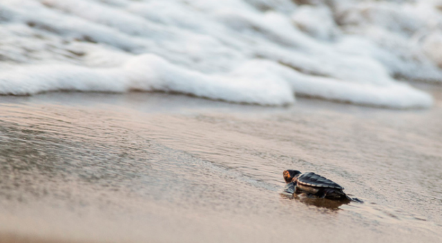 Yavru kaplumbağalar Akdeniz’den Turkcell’le hayata bağlandı